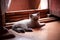 Sleepy white and gray kitty lies on floor in sun light. Adorable little kitten scottish straight with blue eyes playing