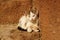 Sleepy white kitten lies on stone sunny steps outside the house