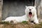 Sleepy white tiger portrait