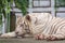 sleepy white tiger at zoo