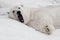 Sleepy yawns. Powerful polar bear lies in the snow, close-up