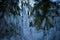 Sleet in winter forest