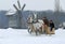 Sleighing in Pyrohiv during winter holiday