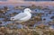 Slender-billed gull