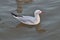 Slender-billed gull