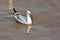 Slender-billed Gull