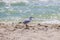 Slender-billed gull against the background sparkling sea