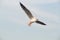 Slender-billed Gull flying