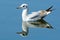 Slender-billed gull at Lake Shinobazu, Tokyo, Japan