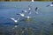 Slender-billed gull landing on water