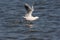 Slender-billed gull, Larus genei