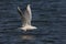 Slender-billed gull, Larus genei