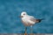 Slender-billed Gull (Larus genei) in a boat dock inside a city p