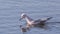 Slender-billed Gull Looking for Food