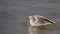 Slender-billed Gull with Open Wings