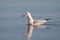 A Slender billed Gull swimming with reflection