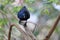 Slender-billed red-winged starling