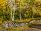 Slender birch trees in autumn park