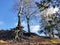 Slender birch trees with bare roots on top of earthen soil