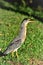 Slender bird Butorides striata in the park