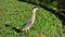 Slender bird Butorides striata in the park