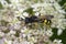 Slender-bodied Digger Wasp