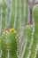 Slender Candelabra Euphorbia avasmontana with small yellow flowers