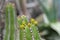 Slender Candelabra Euphorbia avasmontana with some small yellow flowers