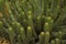 Slender Candelabra Euphorbia, Mountain Milk-bush, Avas Euphorbia Euphorbia avasmontana.