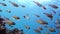 Slender cardinalfish Rhabdamia gracilis swimming underwater in Egypt