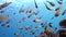Slender cardinalfish Rhabdamia gracilis swimming underwater in Egypt