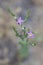 Slender Centaury Centaurium tenuiflorum