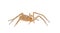 Slender crab spider isolated on white background, Tibellus oblongus