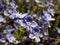 Slender, creeping threadstalk speedwell or Whetzel weed (Veronica filiformis) flowering with four lobed blueish flowers