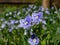 Slender, creeping threadstalk speedwell or Whetzel weed (Veronica filiformis) flowering with four lobed blueish flowers