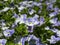 Slender, creeping threadstalk speedwell or Whetzel weed (Veronica filiformis) flowering with four lobed blueish flowers