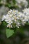 Slender deutzia