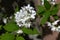 Slender deutzia flowers. Hydrangeaceae deciduous shrub A species endemic to Japan.