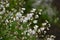 Slender deutzia flowers. Hydrangeaceae deciduous shrub A species endemic to Japan.