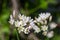 Slender false garlic (nothoscordum gracile) flowers