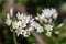Slender false garlic (nothoscordum gracile) flowers