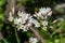 Slender false garlic (nothoscordum gracile) flowers