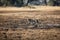 A slender and fast Cheetah makes its way across an open plain as it hunts in the wooded areas of the Okavango Delta.