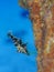 Slender filefish, Monacanthus tuckeri. CuraÃ§ao, Lesser Antilles, Caribbean