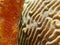 Slender filefish, Monacanthus tuckeri. CuraÃ§ao, Lesser Antilles, Caribbean