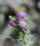 Slender-flower thistle, Carduus tenuiflorus