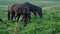 A slender foal in front of horses munching on green grass in a high mountain pasture. The concept of pets in the wild