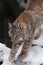 Slender forest cat lynx gracefully stretches, preparing to jump