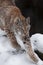 Slender forest cat lynx gracefully stretches, preparing to jump