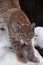 Slender forest cat lynx gracefully stretches, preparing to jump